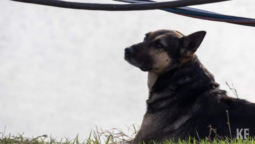Жители пожаловались на укусы животных в Тукаевском районе и в садовых товариществах