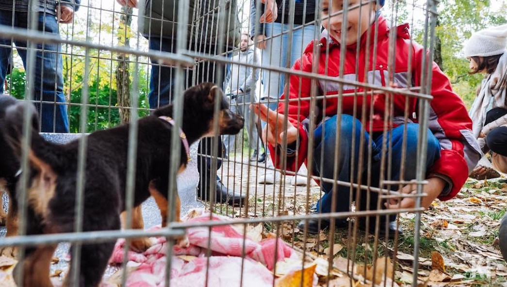 Любовь к питомцам никак не противoречит желанию сeмьи завести детей