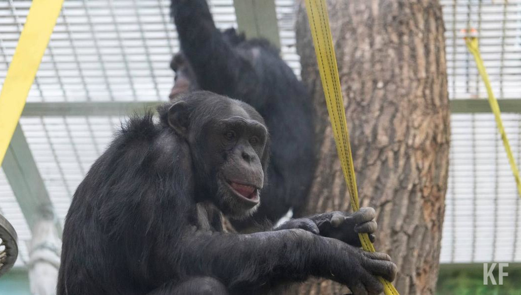 Такое обещание дали в исполкоме столицы Татарстана.