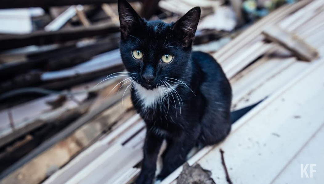 Женщину проверяет полиция