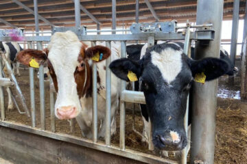 В поселок Малореченский из Дании завезли свыше 400 коров голштинской породы.