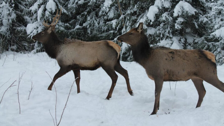 Сегодня в лесах республики обитают более 500 особей благородного оленя.