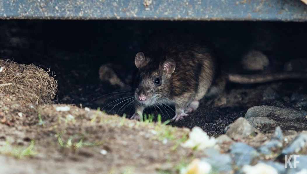 Заболеваемость регистрируют на территории Татарстана круглогодично с цикличными подъемами весной и осенью.