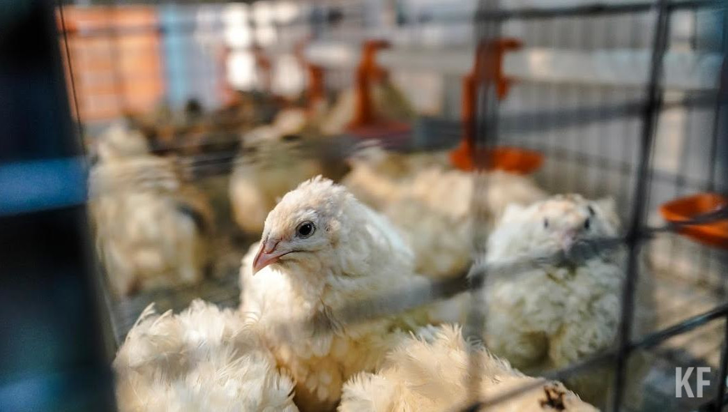 Рустам Минниханов поручил аграриям выполнять все рекомендации ветеринаров.