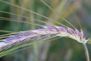 Хлеб из нового сорта пшеницы полезен для укрепления здоровья и повышения иммунитета.