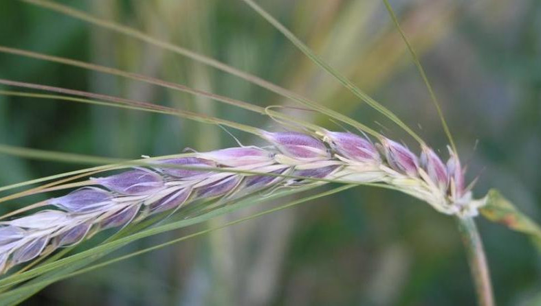 Хлеб из нового сорта пшеницы полезен для укрепления здоровья и повышения иммунитета.