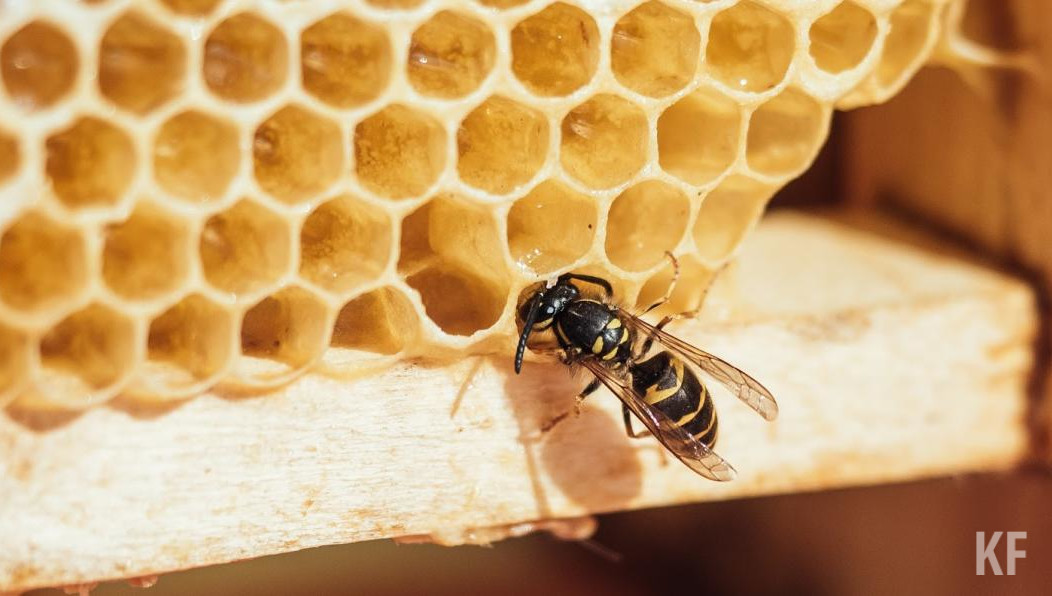 От пчел страдали соседи