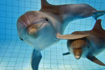 Дельфинарий закрыли для зрителей из-за введения режима самоизоляции.