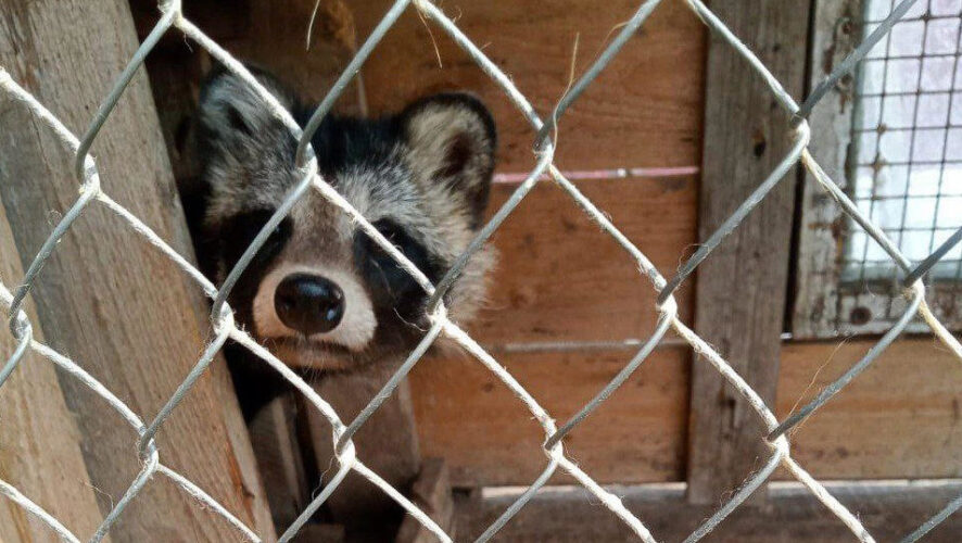 Животное оказалось без пясти одной лапы.