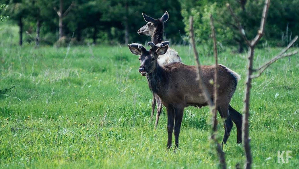 Россельхознадзор обследовал охотхозяйства.