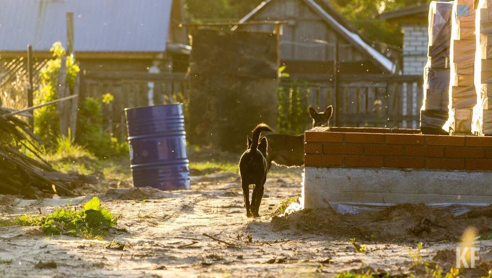Также увеличится сумма наказания за разведение запрещенных животных.