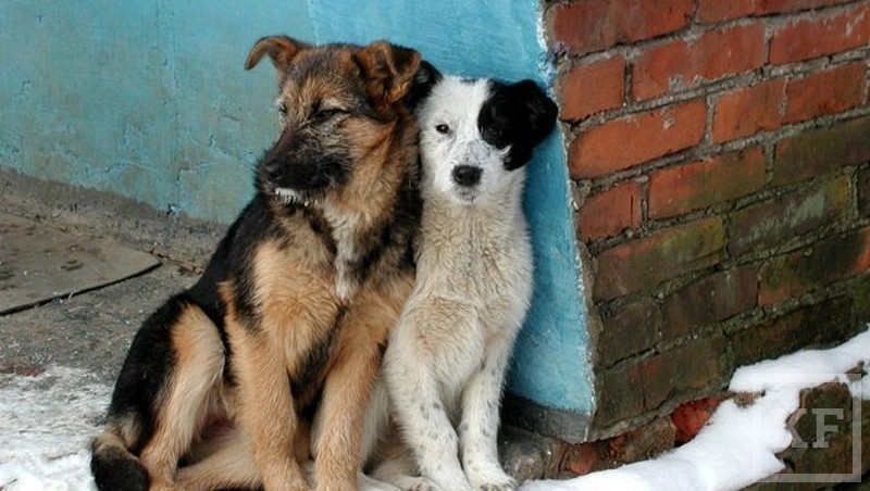 УФАС признала незаконными условия аукциона на отлов безнадзорных животных в Казани. Напомним