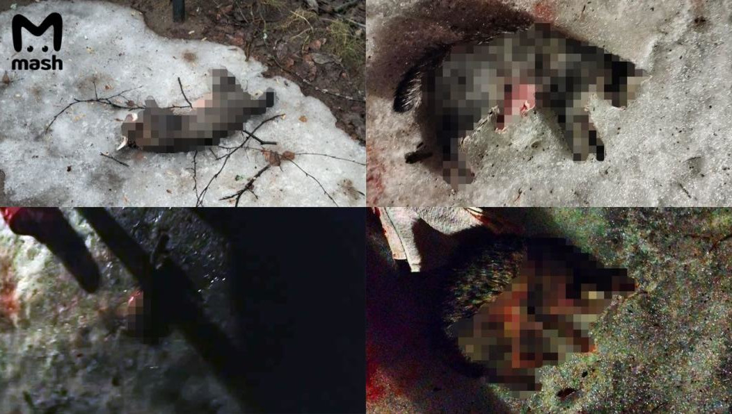 Подросток тщательно изучала объявления в интернете