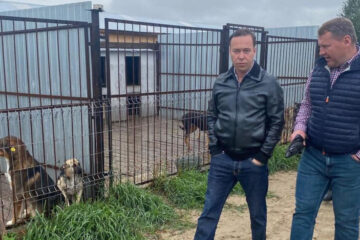 Работники АО «Казэнерго» приютили восемь собак.