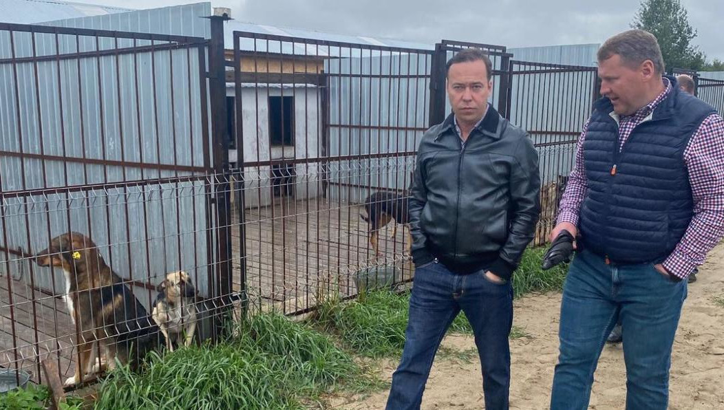 Работники АО «Казэнерго» приютили восемь собак.