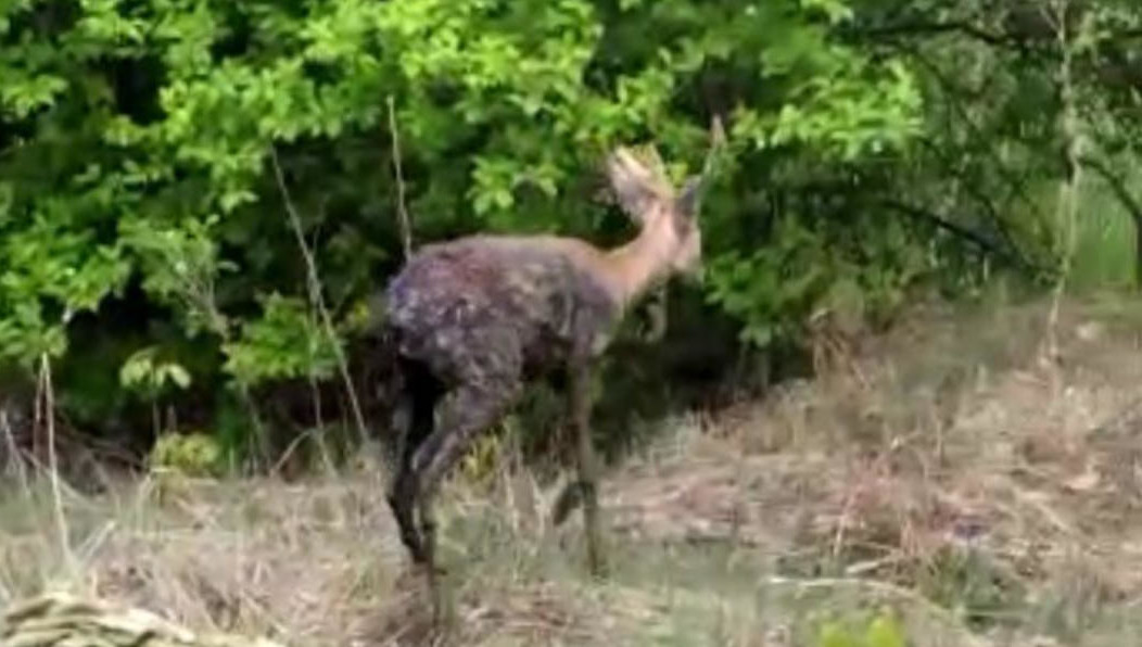 Животное погрязло в топком месте очистного сооружения.
