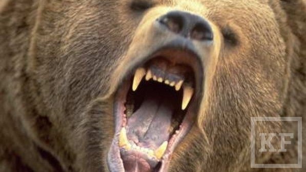 Сегодня в зоопарке «Три медведя» в Карелии медведица вырвалась из вольера и напала на посетителей
