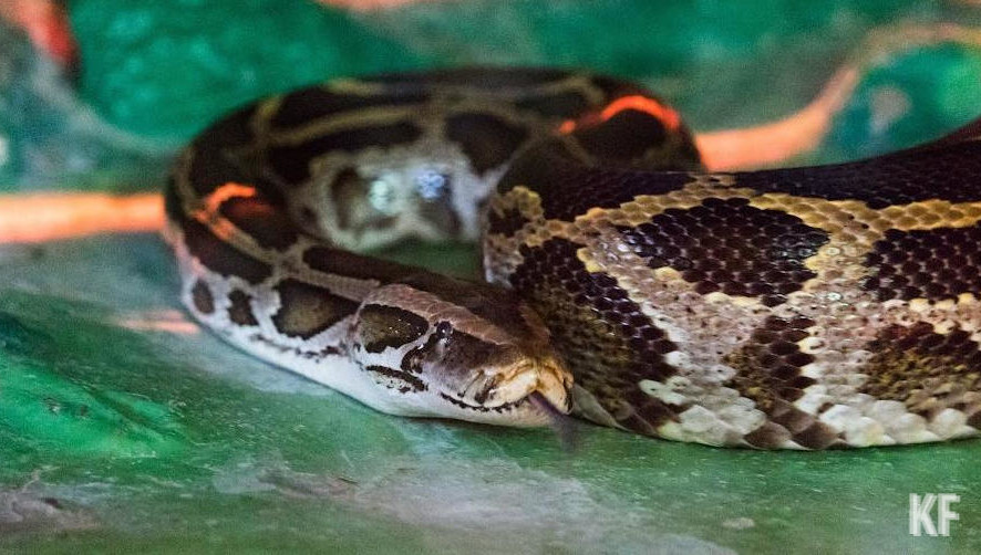 Это первый в этом году подобный случай