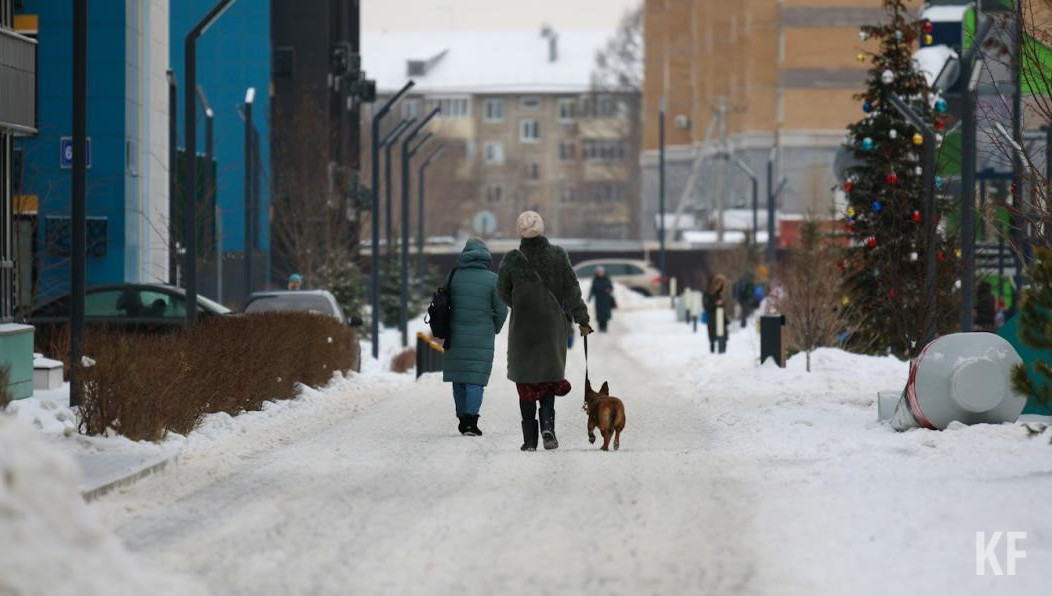 Из них 38 четвероногих раздали на благотворительных акциях «Лапа дружбы»
