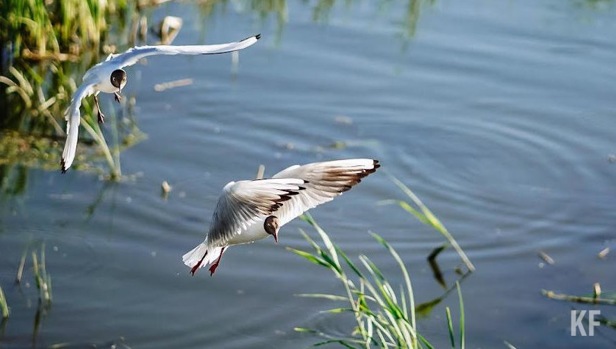 Рассказали