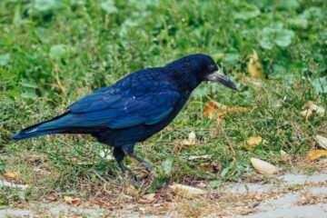 Устав от атак пернатых