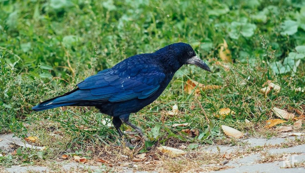 Устав от атак пернатых