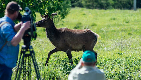 Пока в Татарстане сокращается численность кабанов