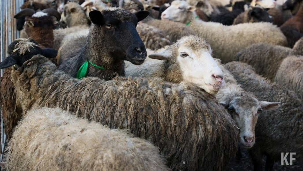 Профессионалу нужно пять-семь минут на разделку.