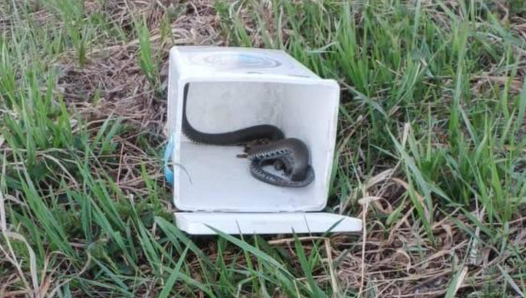 Рептилию выпустили в озеро за городом.