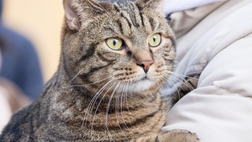 Ученые: кошки могут быть опасны для пожилых людей –Новости