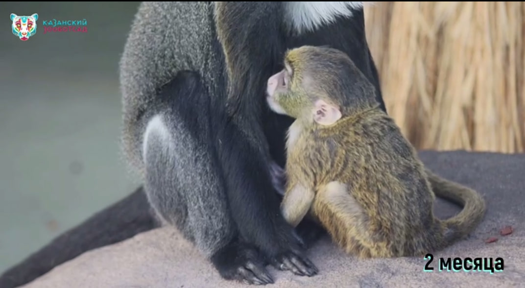 Казанский зоопарк предложил выбрать имя новому жителю – Новости