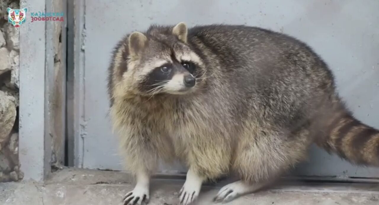 Казанский зоопарк показал замерзающих в майских снегах енотов – Новости