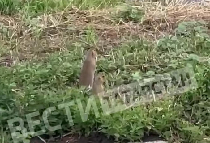 Группа сусликов замечена у дороги в Алькеевском районе Татарстана