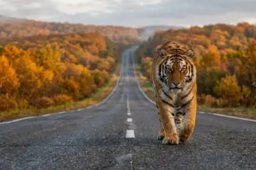 тигр